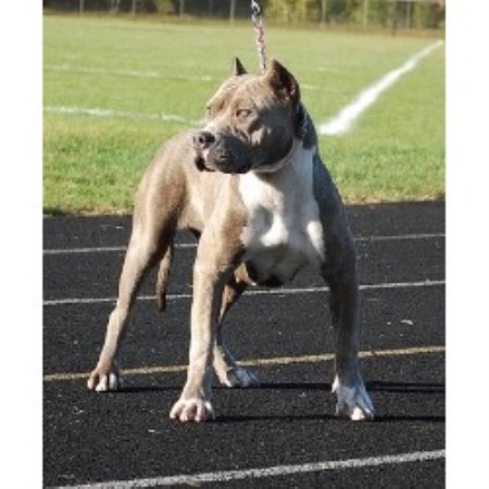 free pitbull puppies michigan shockerline pitbulls american pit bull terrier breeder in free pitbull puppies michigan shockerline pitbulls american pit bull terrier breeder in