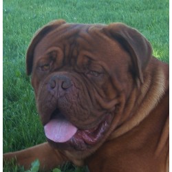 Dogue De Bordeaux Stud in Ontario