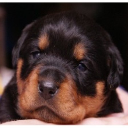 Rottweiler Breeder in Port Deposit, Maryland