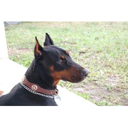 Doberman Pinscher Stud in Florida