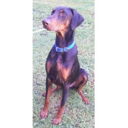 Doberman Pinscher Breeder in Hazleton, Indiana