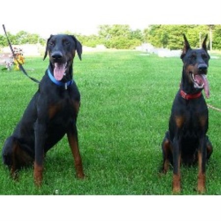 breeders in indiana raben holz dobermans doberman pinscher breeder in hazleton indiana listing id 18045 breeders in indiana raben holz dobermans doberman pinscher breeder in hazleton indiana listing id 18045