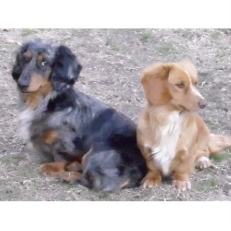 Dachshund Breeder in Franklin, Virginia