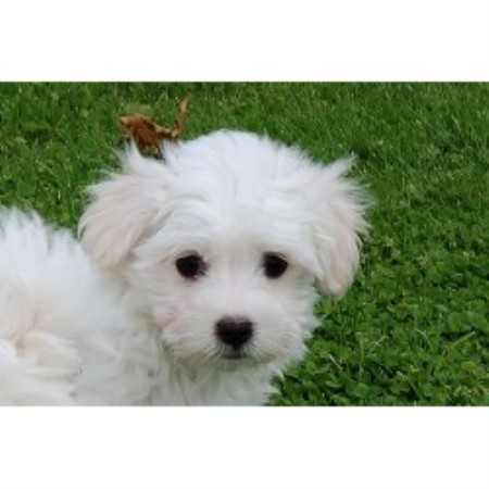 Coton De Tulear Breeder in Bradford, Ontario