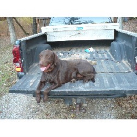 Labrador Retriever Breeder in Jasper, Alabama