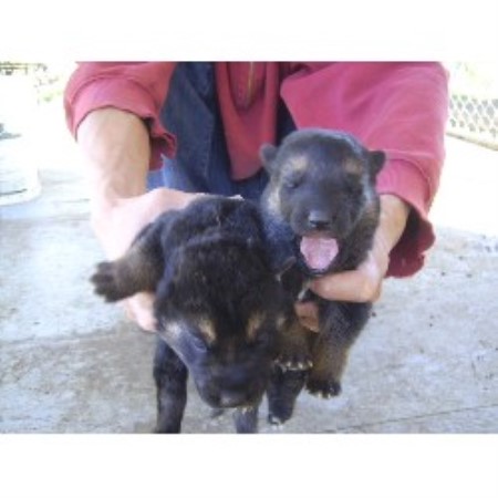 free puppies riverside german shepherd gsd alsatian breeders in california freedoglistings page 3 free puppies riverside german shepherd gsd alsatian breeders in california freedoglistings page 3