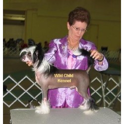 Chinese Crested Breeder in Burns, Tennessee