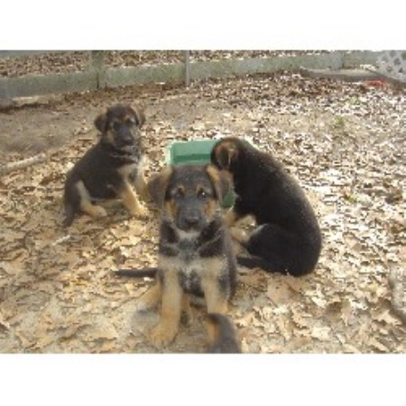 German Shepherd Dog Breeder in Panama, Florida
