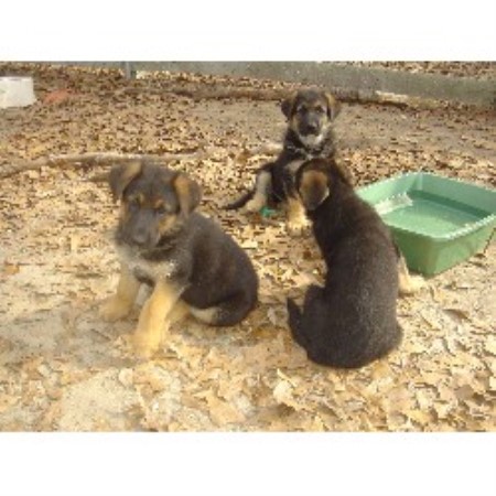puppies panama city fl german shepherd puppies for sale in panama city florida motorcycle review and galleries puppies panama city fl german shepherd puppies for sale in panama city florida motorcycle review and galleries