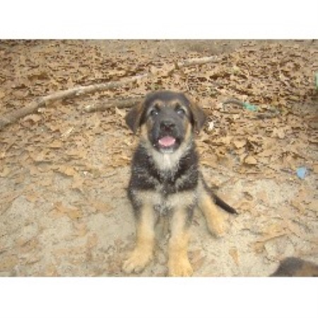 puppies for sale panama city fl german shepherd puppies for sale in panama city florida breeds picture puppies for sale panama city fl german shepherd puppies for sale in panama city florida breeds picture