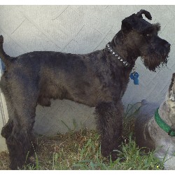 Miniature Schnauzer Stud in Indiana