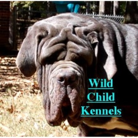 Neapolitan Mastiff Breeder in Nashville, Tennessee