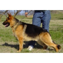 German Shepherd Dog Breeder in Waxahachie , Texas