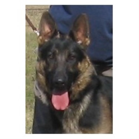 German Shepherd Dog Breeder in Scurry, Texas