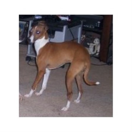 Italian Greyhound Breeder in Magazine, Arkansas