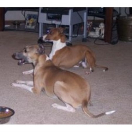 Miniature+italian+greyhound+puppies+for+sale