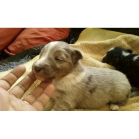 Shetland Sheepdog Breeder in Cloquet, Minnesota