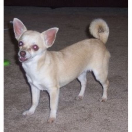 Chihuahua Breeder in Magazine, Arkansas
