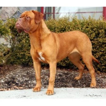 Dogue De Bordeaux Breeder in Indianapolis, Indiana