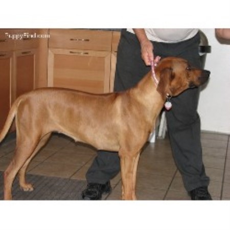 Rhodesian Ridgeback Breeder in Hemet, California