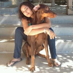 Doberman Pinscher Stud in Colorado
