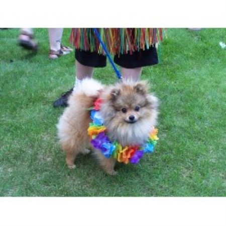 pomeranian rescue alberta silvermist reg d pomeranian breeder in chipman alberta pomeranian rescue alberta silvermist reg d pomeranian breeder in chipman alberta
