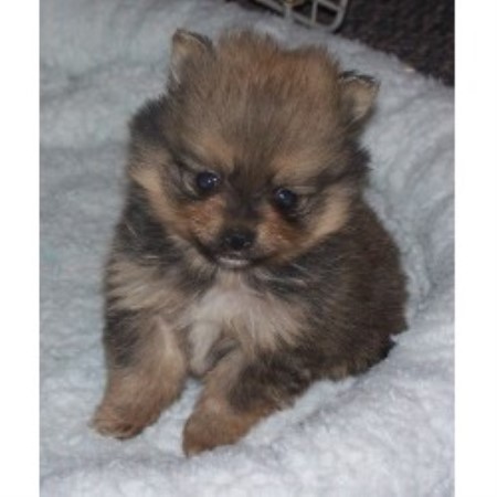 pomeranian rescue alberta silvermist reg d pomeranian breeder in chipman alberta pomeranian rescue alberta silvermist reg d pomeranian breeder in chipman alberta