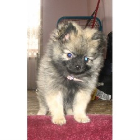 pomeranian rescue alberta silvermist reg d pomeranian breeder in chipman alberta pomeranian rescue alberta silvermist reg d pomeranian breeder in chipman alberta
