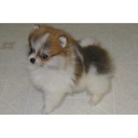 pomeranian rescue alberta silvermist reg d pomeranian breeder in chipman alberta pomeranian rescue alberta silvermist reg d pomeranian breeder in chipman alberta