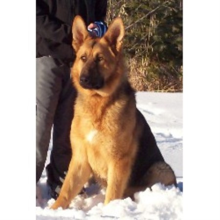 German Shepherd Dog Breeder in Chipman, Alberta
