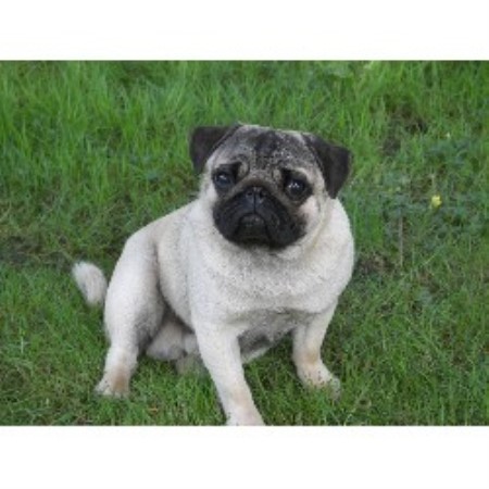pugs for sale in alberta silvermist registered pugs pug breeder in chipman alberta pugs for sale in alberta silvermist registered pugs pug breeder in chipman alberta