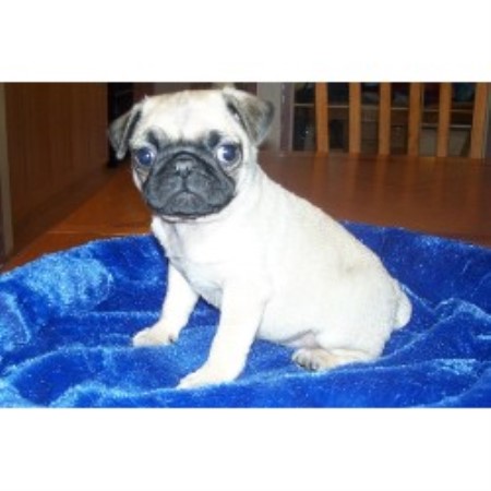 pugs for sale in alberta silvermist registered pugs pug breeder in chipman pugs for sale in alberta silvermist registered pugs pug breeder in chipman