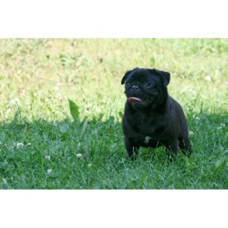 pugs for sale in alberta silvermist registered pugs pug breeder in chipman alberta pugs for sale in alberta silvermist registered pugs pug breeder in chipman alberta