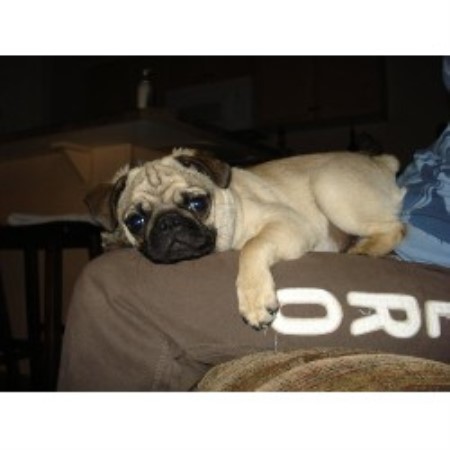 pugs for sale in alberta silvermist registered pugs pug breeder in chipman alberta pugs for sale in alberta silvermist registered pugs pug breeder in chipman alberta