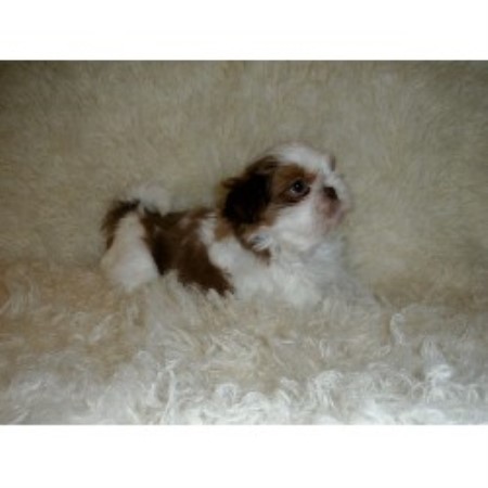 shih tzu breeders in mo funluvinpups shih tzu breeder in missouri listing id 18132 shih tzu breeders in mo funluvinpups shih tzu breeder in missouri listing id 18132