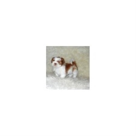 shih tzu breeders in mo funluvinpups shih tzu breeder in missouri shih tzu breeders in mo funluvinpups shih tzu breeder in missouri