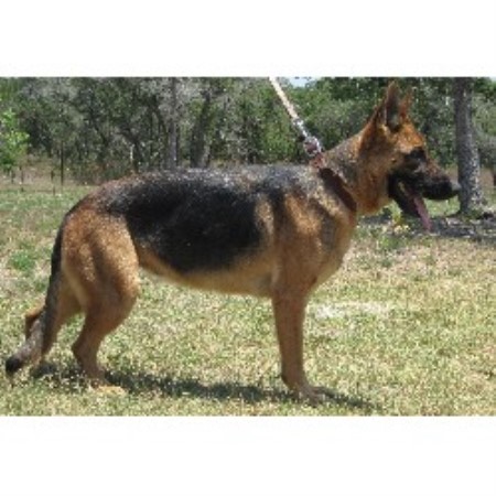 German Shepherd Dog Breeder in La Vernia, Texas