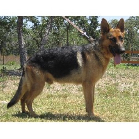 german shepherd puppies louisiana beyer dehaus german shepherd breeder in la vernia listing id 18138 german shepherd puppies louisiana beyer dehaus german shepherd breeder in la vernia listing id 18138