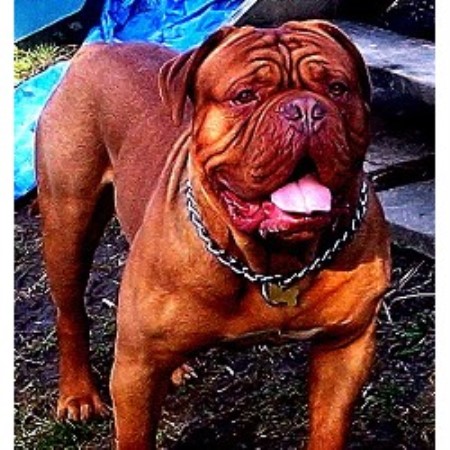 Dogue+de+bordeaux+breeders+illinois