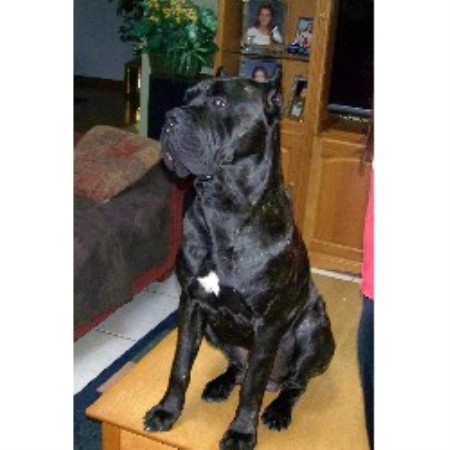 Cane Corso Breeder in Altamonte Springs, Florida