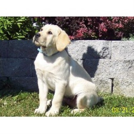 Labrador Retriever Breeder in New Canada, Maine