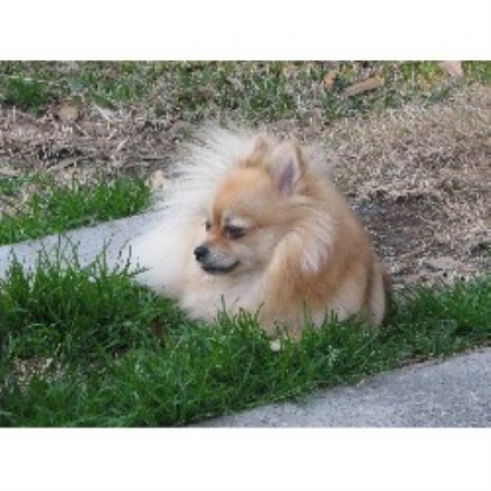 Pomeranian Breeder Pomeranian Breeder