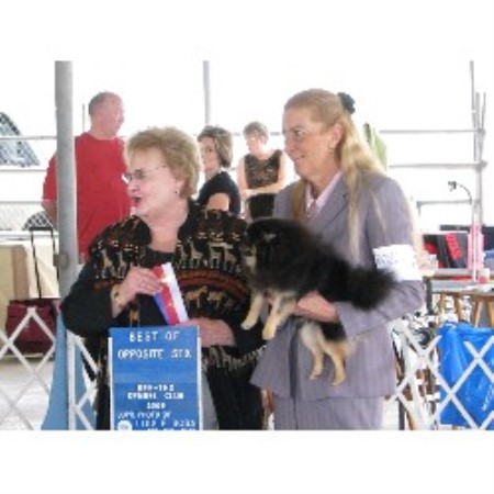 Pomeranian Breeder in Conroe, Texas