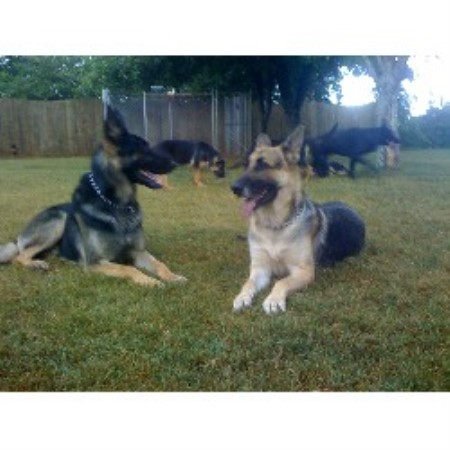 german shepherd puppies sc der southwest german shepherds german shepherd breeder in greenville south german shepherd puppies sc der southwest german shepherds german shepherd breeder in greenville south