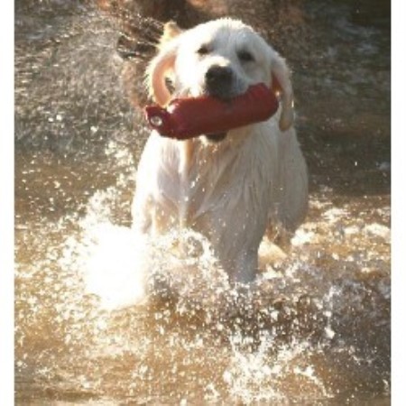 golden retriever puppies south dakota satin sea international golden retrievers golden retriever breeder in sioux falls golden retriever puppies south dakota satin sea international golden retrievers golden retriever breeder in sioux falls