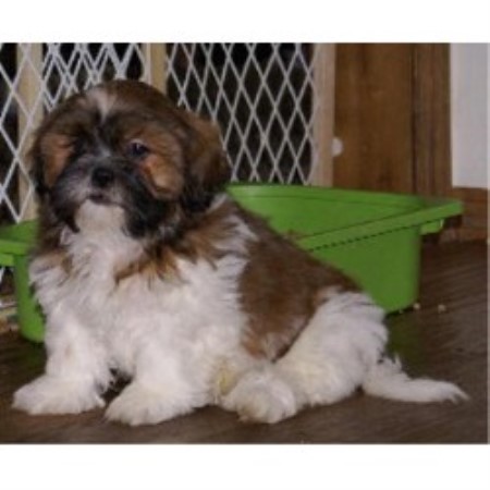 ridge shih tzu complaints elk ridge shih tzu shih tzu breeder in kelso washington listing id 18167 ridge shih tzu complaints elk ridge shih tzu shih tzu breeder in kelso washington listing id 18167