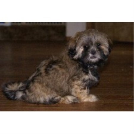 ridge shih tzu complaints elk ridge shih tzu shih tzu breeder in kelso washington listing id 18167 ridge shih tzu complaints elk ridge shih tzu shih tzu breeder in kelso washington listing id 18167