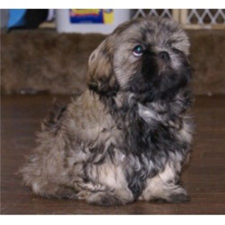 ridge shih tzu complaints elk ridge shih tzu shih tzu breeder in kelso washington listing id 18167 ridge shih tzu complaints elk ridge shih tzu shih tzu breeder in kelso washington listing id 18167