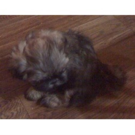 ridge shih tzu shih tzu breeders in the usa and canada freedoglistings page 7 ridge shih tzu shih tzu breeders in the usa and canada freedoglistings page 7