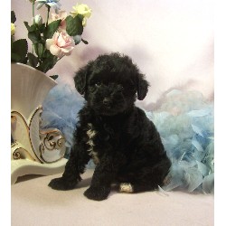 Schnoodle Breeder in Jackson, Mississippi